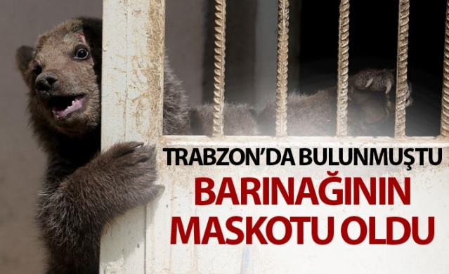 Trabzon'da bulunmuştu barınağın maskotu oldu 1