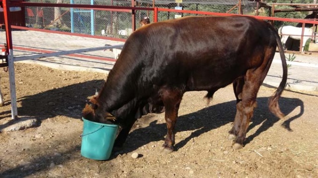 Trabzon'da denizde bulunmuştu - İşte Kaçak boğa Ferdinand'ın son hali 4