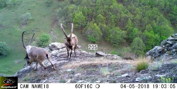 Ordu’da fotokapanlara vaşak ve yaban keçileri takıldı 2