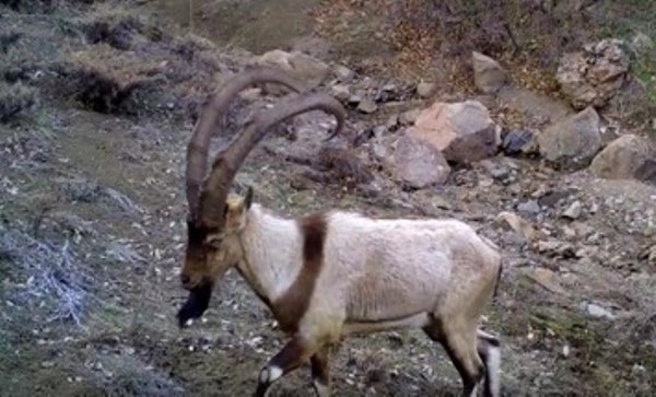 Ordu’da fotokapanlara vaşak ve yaban keçileri takıldı 6