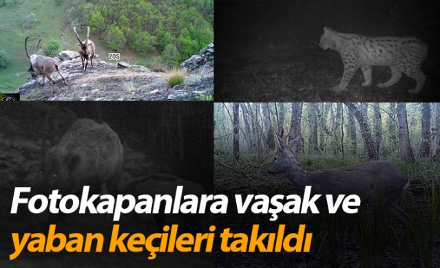 Ordu’da fotokapanlara vaşak ve yaban keçileri takıldı 1