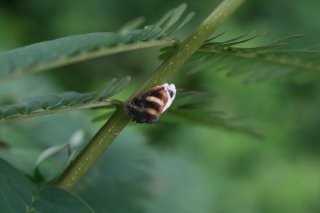 Vampir kelebekle mücadelede sevindiren haber 2