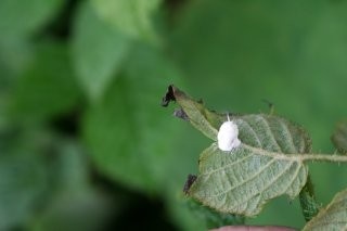 Vampir kelebekle mücadelede sevindiren haber 11