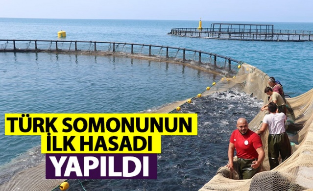 Türk somonunun ilk hasadı yapıldı. Foto Haber 1