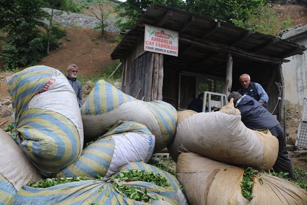 Rize'de selde yıkılmıştı! Yenisi yapılmayınca çaylar böyle alınıyor. Foto Haber 6