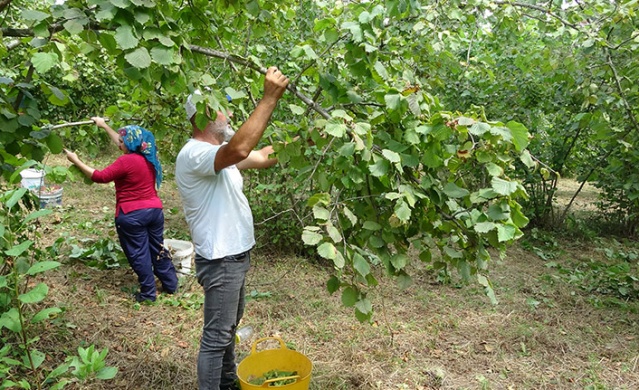 Trabzon’da fındık hasadı erken başladı. Foto Haber 3