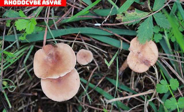 Karadeniz'de yeni mantar türleri keşfedildi! Foto Haber 9