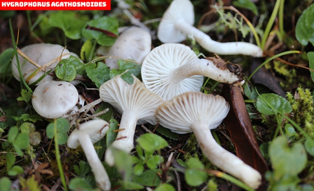 Karadeniz'de yeni mantar türleri keşfedildi! Foto Haber 8