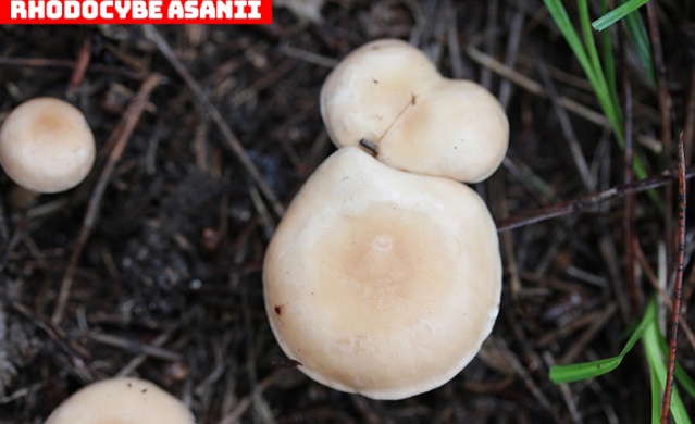 Karadeniz'de yeni mantar türleri keşfedildi! Foto Haber 7