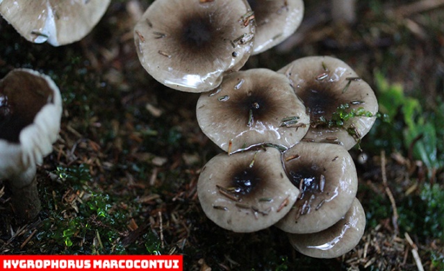 Karadeniz'de yeni mantar türleri keşfedildi! Foto Haber 13