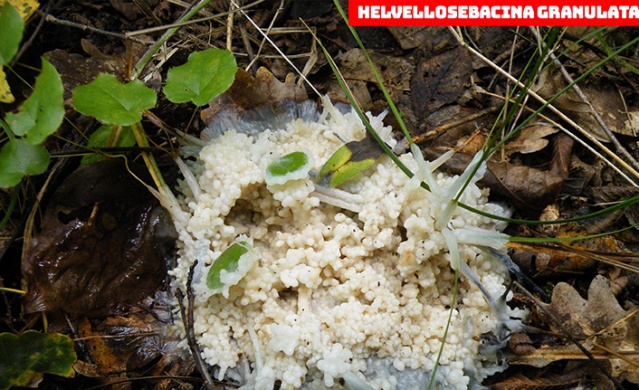 Karadeniz'de yeni mantar türleri keşfedildi! Foto Haber 14