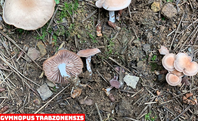 Karadeniz'de yeni mantar türleri keşfedildi! Foto Haber 15