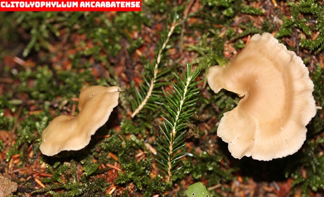 Karadeniz'de yeni mantar türleri keşfedildi! Foto Haber 10