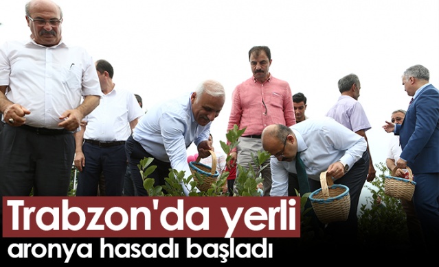 Trabzon'da yerli aronya hasadı başladı Foto Haber 1