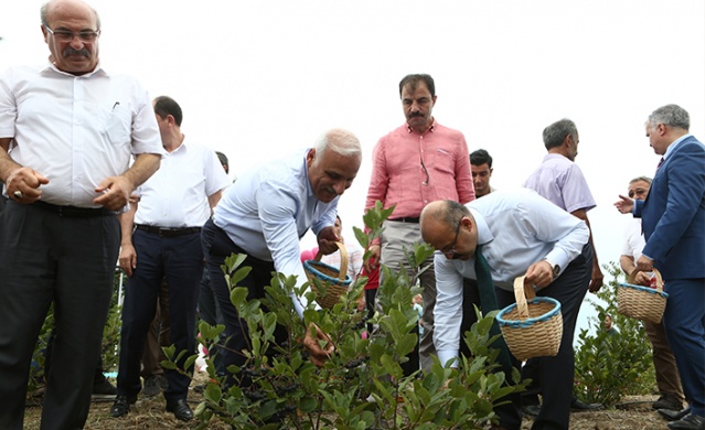 Trabzon'da yerli aronya hasadı başladı Foto Haber 10