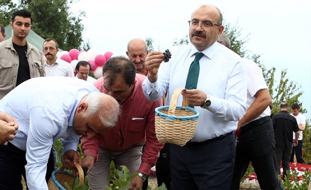 Trabzon'da yerli aronya hasadı başladı Foto Haber 11