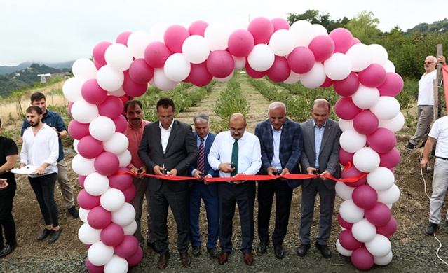 Trabzon'da yerli aronya hasadı başladı Foto Haber 4