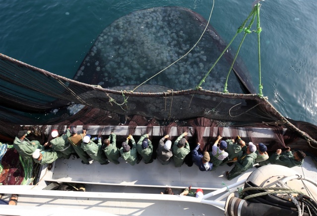 Trabzon'da balıkçılar 8 saatlik arayışın ardından ağlarını doldurdu. Foto Haber 12