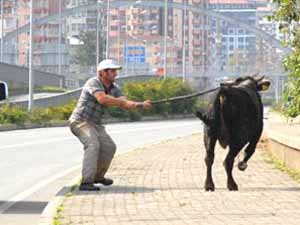 Rize'de Kaçan Boğa Denize Atladı