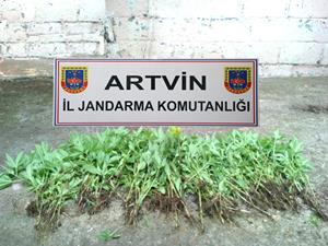 Artvin'de Jandarma operasyon yaptı