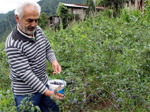 Faydaları Saymakla Bitmiyor