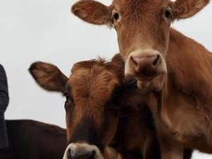 Kurban Bayramı'nda 'hidatik kist' hastalığına dikkat