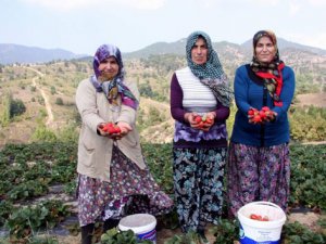 Uludağ'ın yediveren çileği 150 derde deva