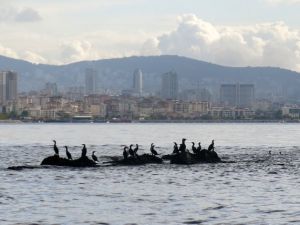 İstanbul’un kayıp adası gün yüzüne çıkıyor