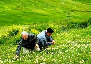 Şekeri düşüren mükemmel bitki