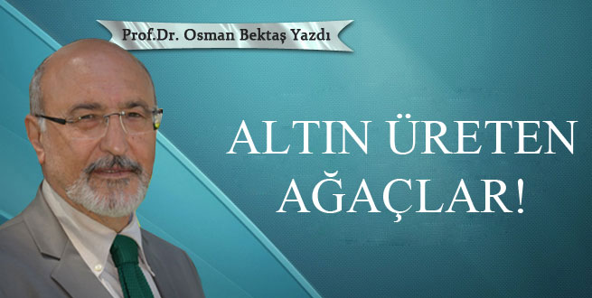 Altın üreten ağaçlar!