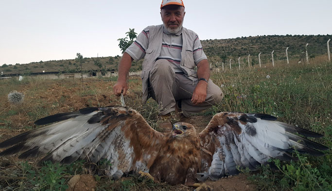 Yaralı kartal bulundu