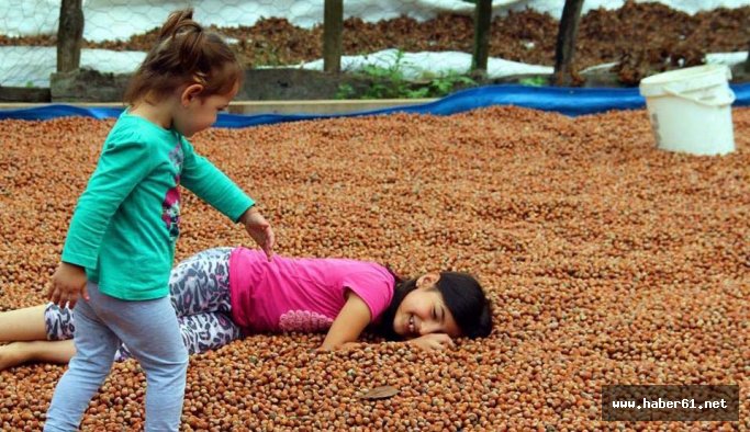 Fındık nöbeti başladı