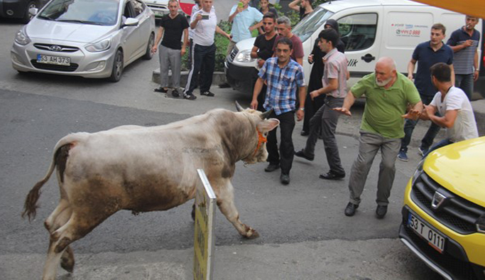 Kurbanlık boğalar Rize'yi birbirine kattı