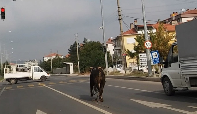 Boğa trafiği birbirine katı