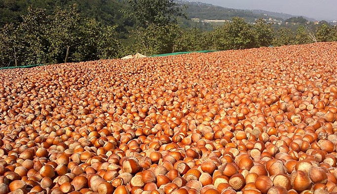 Fındık ihracatı düştü!