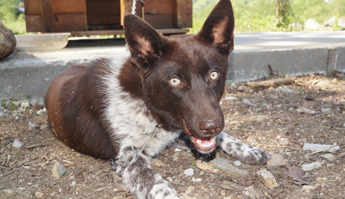 Trabzon'un köpeği zerdava için seferberlik