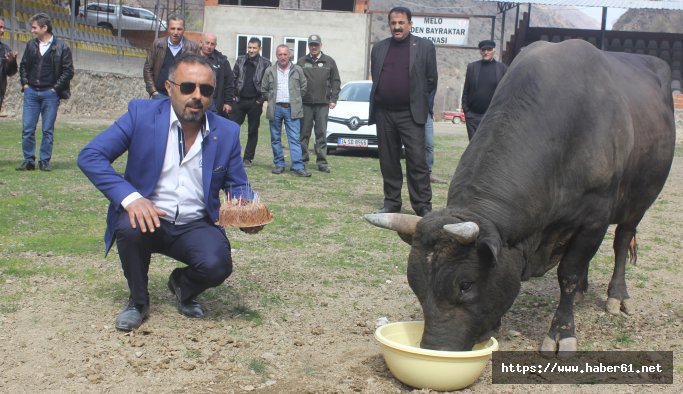 Şampiyon boğasının doğum gününü kutladı