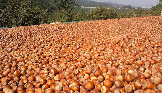 Fındığın düşmanının çaresi erken müdahale