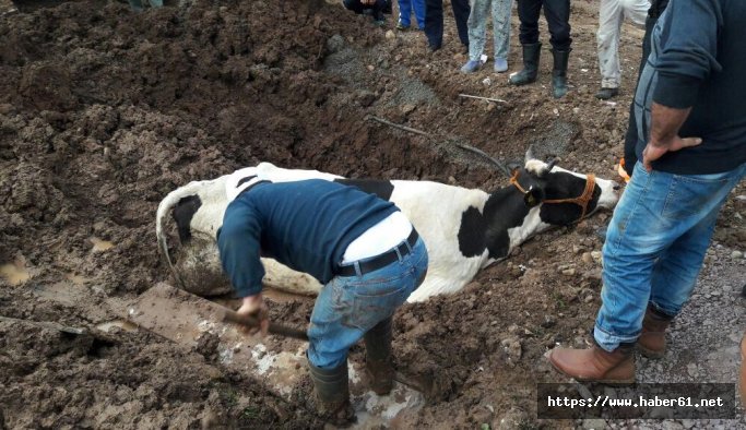 Çamura batan ineği itfaiye kurtardı