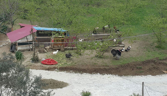 Trabzon'da lüks sitede tavuk krizi