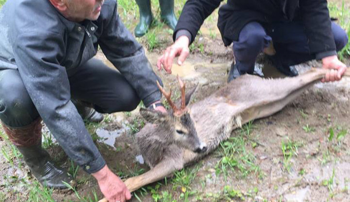 Sulama kanalına düşen karaca kurtarıldı