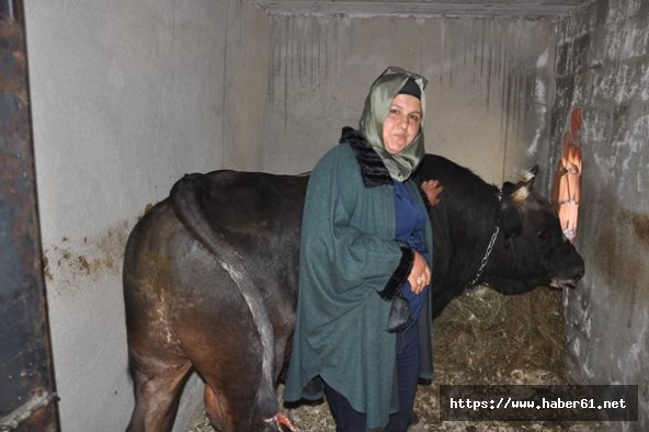 Artvin’de Boğa Güreşleri devam ediyor