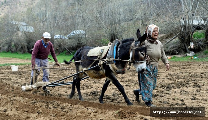 "Fıstık" Gümüşhaneli Paşa dedenin eli ayağı