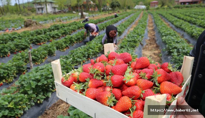 Karadeniz'de çilek hasadı başladı