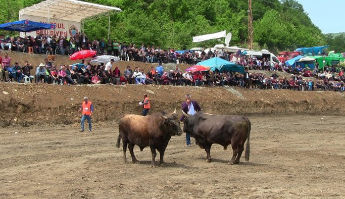 Artvin Boğa güreşleri nefes kesti