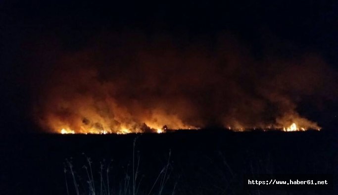 Samsun'da 15 bin metrekare sazlık alan yandı