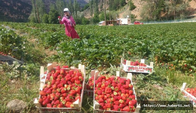 Gümüşhane’de çilek hasadı başladı