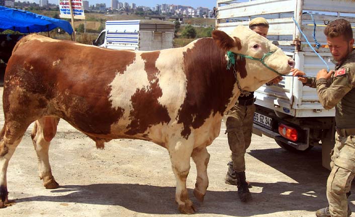 1250 kilogramlık boğa 22 bin 500 liraya alıcı buldu