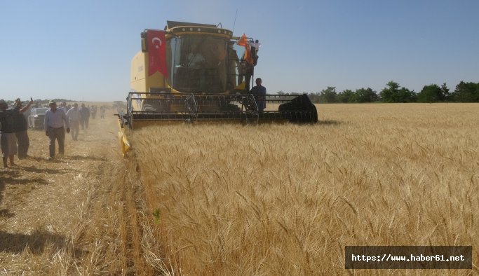 Buğday fiyatları açıklandı