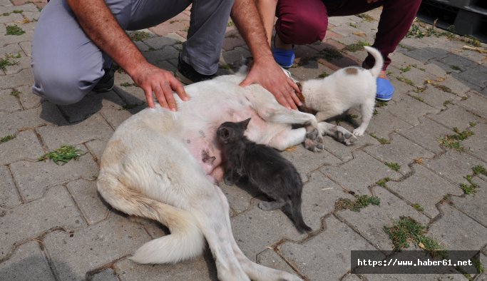 Köpekten insanlık dersi